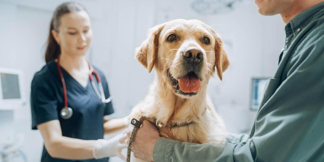 veterinarian and client with dog