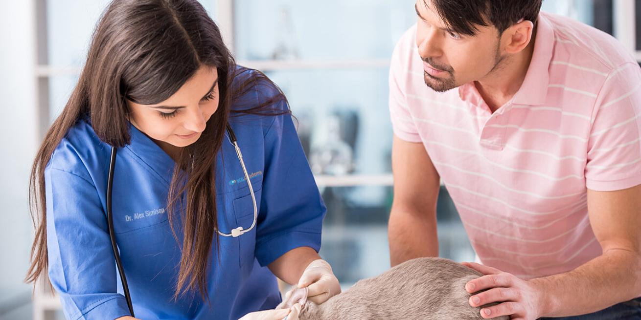 Female veterinarian examining a client's pet at a pet hospital.
