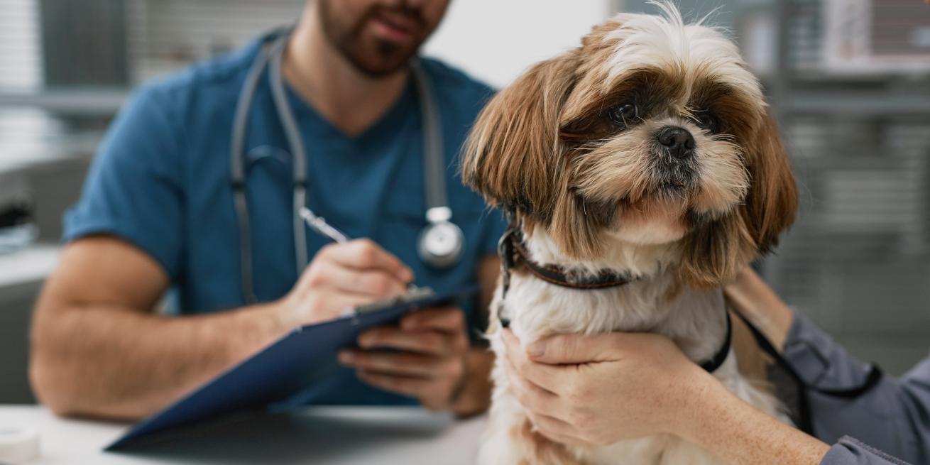 veterinarian documenting in patient chart