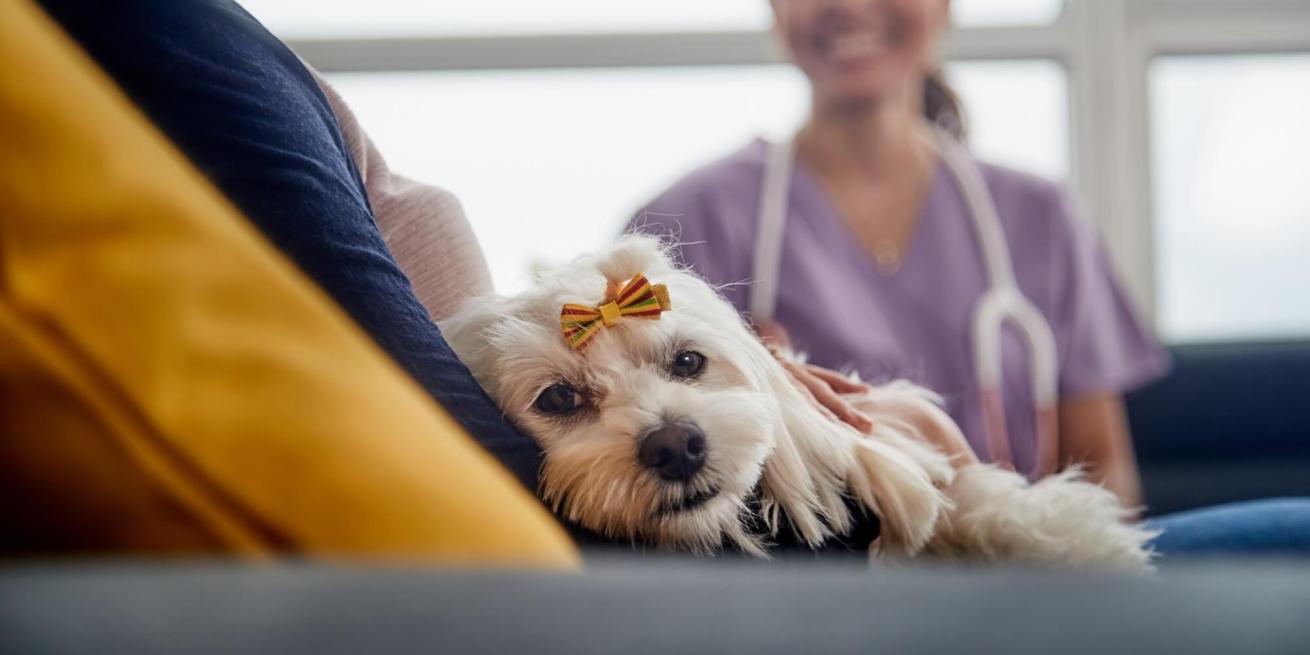 veterinarian communicating with pet owner