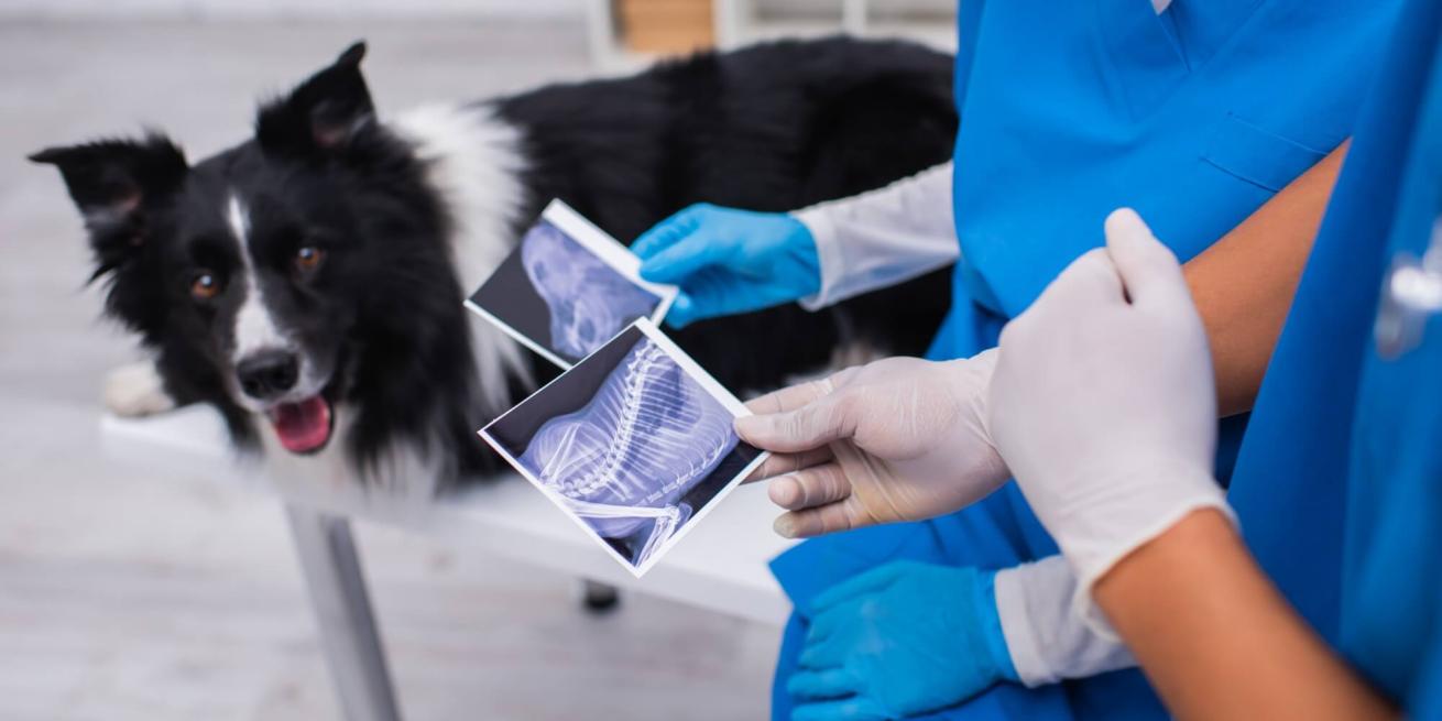 veterinarians performing diagnostics on dog