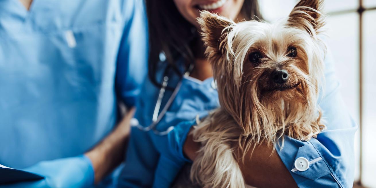 veterinarians holding small dog